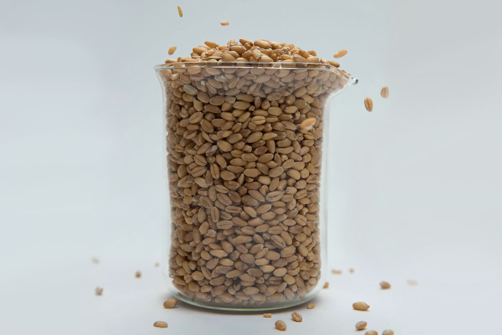 精选小麦 精选小麦