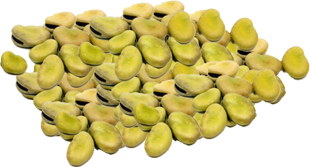蚕豆