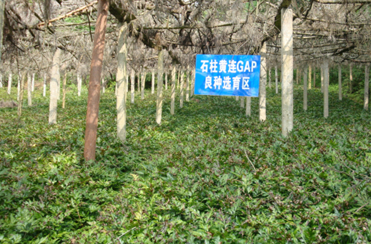 基地建设 基地建设