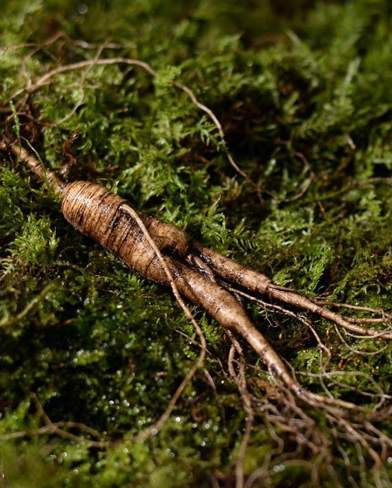 Longevity ginseng product Longevity ginseng product