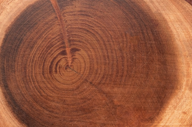 American black walnut American black walnut