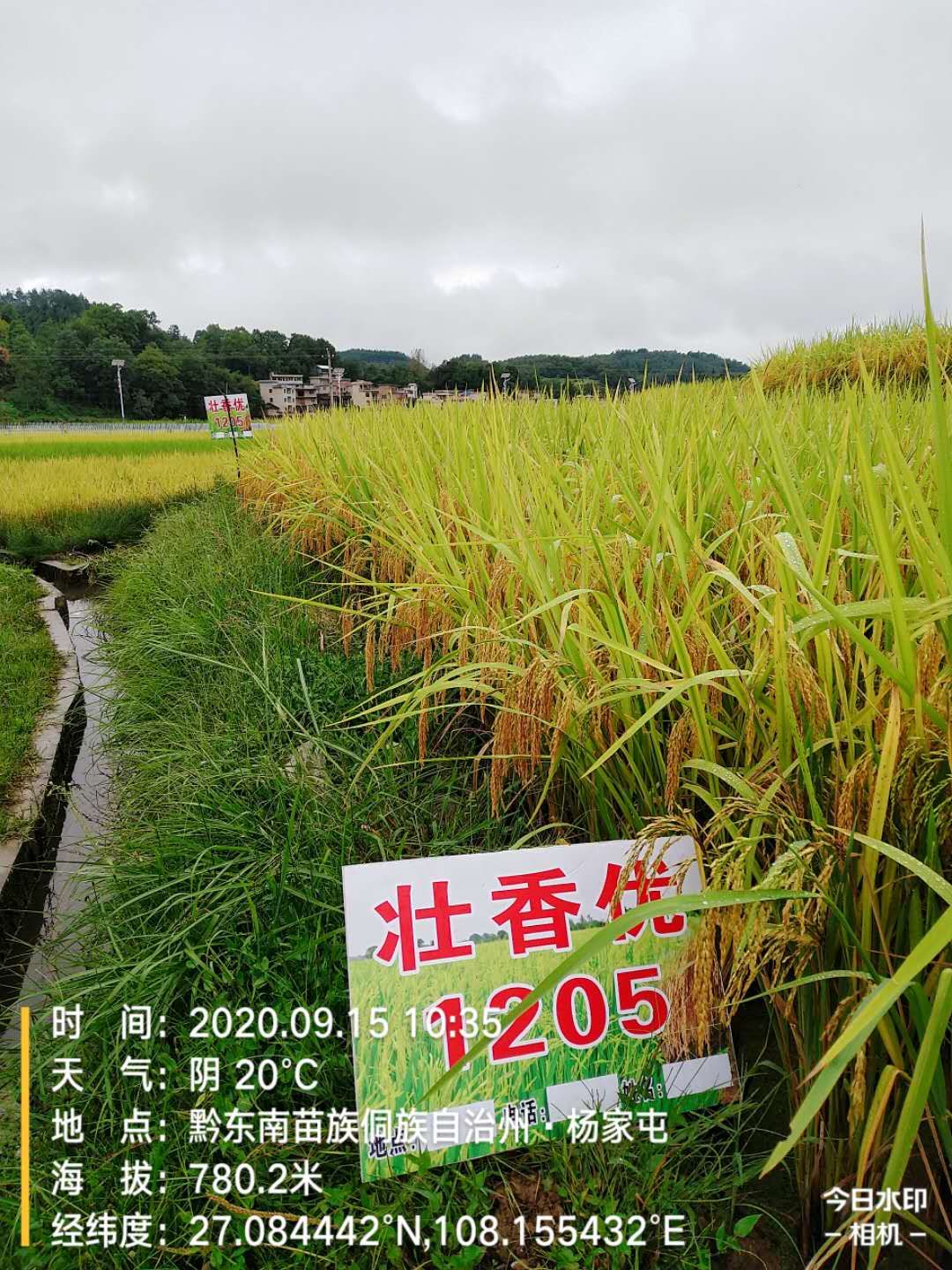 狀香優
