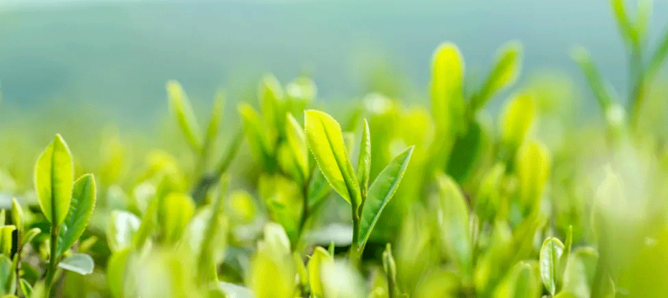 案例展示 案例展示