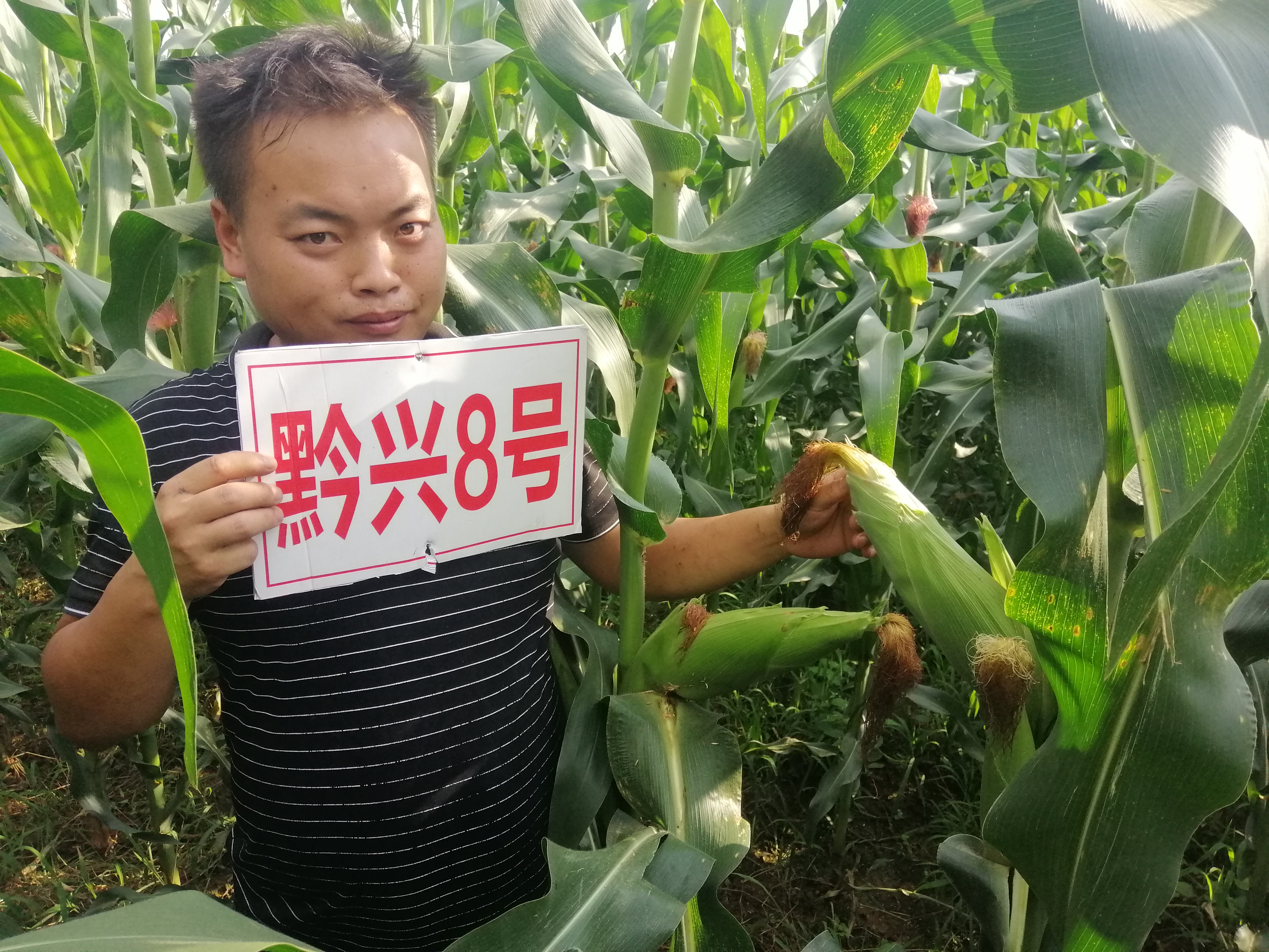 黔興8號