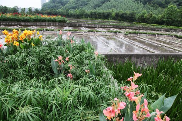 重庆桃花溪污水处理项目 重庆桃花溪污水处理项目