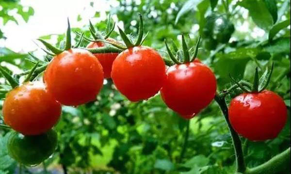 【西紅柿施肥方案】西紅柿用什么葉面肥，西紅柿專用水溶肥