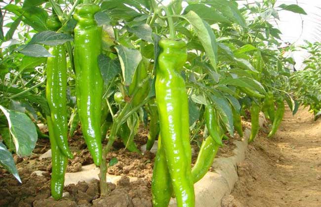 種植辣椒施什么肥產量高！