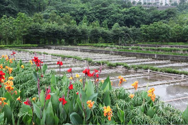 重庆桃花溪污水处理项目 重庆桃花溪污水处理项目